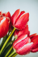 red tulip with water drops