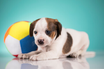 Puppy dog is playing with a ball