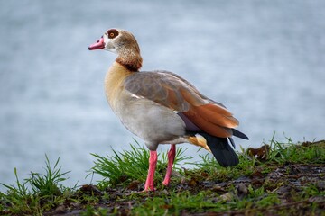 duck in the grass
