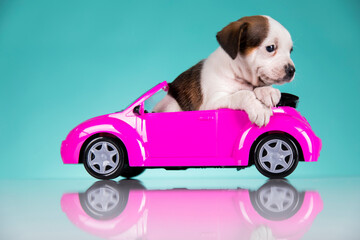 Obraz na płótnie Canvas Puppy in a pink car