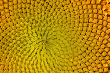 Texture from the middle of a sunflower flower.