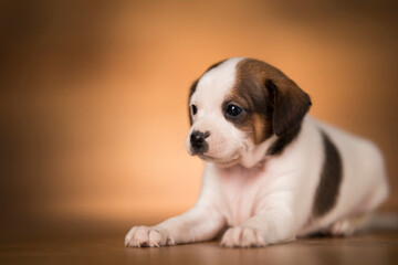 Dog on a wooden background