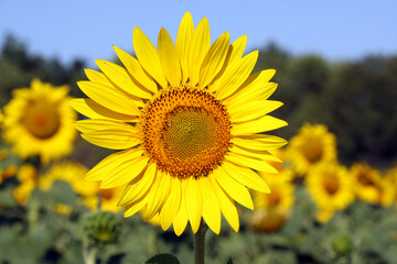Sunflower flower in the field.