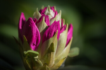 Kwitnący rododendron