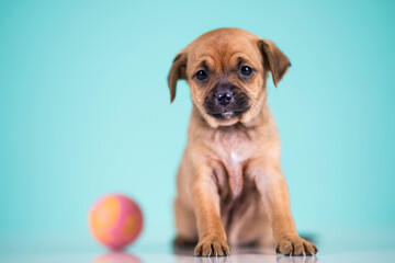 A happy puppy is playing with a ball