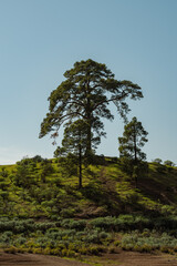 Canary Islands pine tree near Presa de las Niñas dam in Gran Canaria, Spain