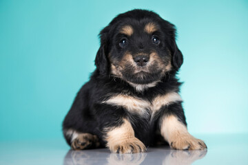 Fototapeta premium Pet, Cute puppy dog, animals concept