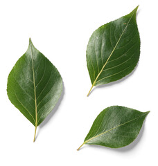 Fototapeta premium Poplar Leaves