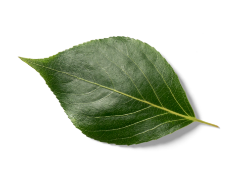 Poplar Leaf