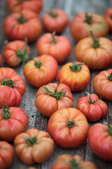 Obraz premium Red Tomatoes in a Greenhouse, organic food