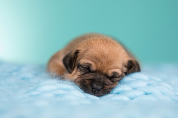 Little cute puppies are sleeping on a blanket