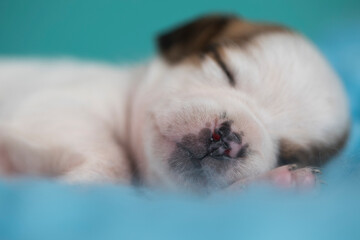 A beautiful little dog sleeps on a blanket