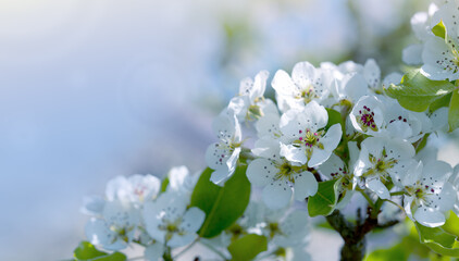 White cherry flowers isolated on blur sky background.