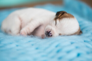 A beautiful little dog sleeps on a blanket