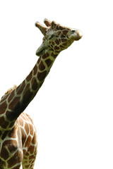Happy and content giraffe with no background