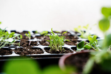 plants growing with roots and soil to transplant into the pot. Urban garden. Earth day