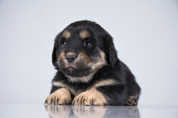 Little dog on a white background