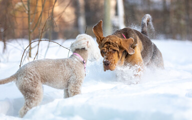 Funny games on a winter walk of two dogs: brown bloodhound and bedlington terrier - obrazy, fototapety, plakaty