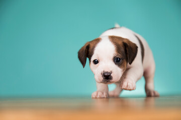 Cute puppy dog, animals concept