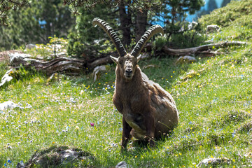 Bouquetin dans le Parc Naturel Régional du Vercors au printemps, Rochers du Parquet, Isère , Alpes