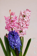 Three flowering hyacinths in one pot. Inflorescences of different colors. On a white background.