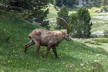 Bouquetin dans le Parc Naturel Régional du Vercors au printemps, Rochers du Parquet, Isère , Alpes