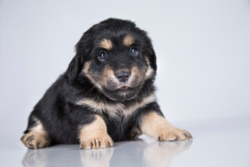 Little dog on a white background