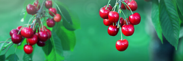 Cherry tree branch with ripe large fruits .