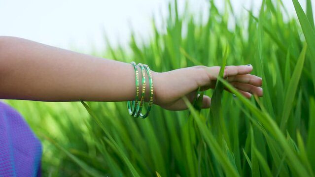 Close up shot of girl kid hands feeling by touching paddy crop at farmland - concept of