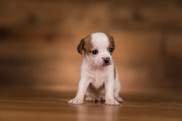 Small dog on a wooden background