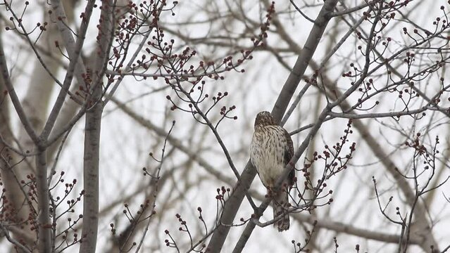 &Eacute;pervier de cooper (Accipiter cooperii) sur une branche d'arbre
