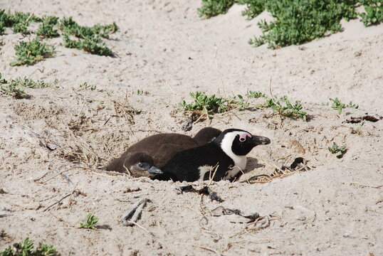 African penguins at Boulders Beach