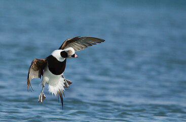 Long-tailed Duck drake comes in for landing ..... this species was formerly called Oldsquaw