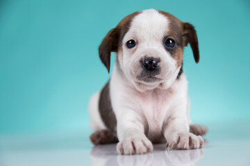 Cute puppy dog, animals concept