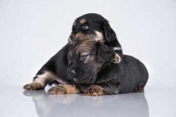 Cute puppies dogs, pet animals concept