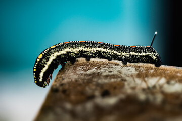color caterpillar