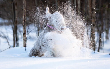Portrait of a bedlington terrier funny running through the snowdrifts