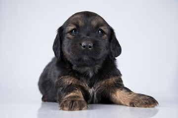 Obraz premium A small dog on a white background