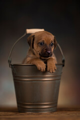 A small dog in a metal bucket