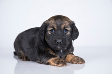 Obraz premium Pet, dog puppy animals concept