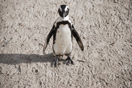 African penguins at Boulders Beach