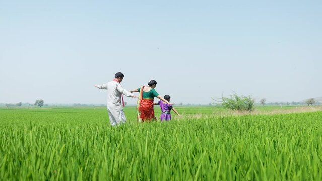 rear view wide shot of joyful village farming couple with kid walking at paddy farmland by balancing - concept of enjoyment, togetherness and carefree family.