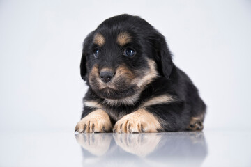 A small dog on a white background