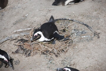 African penguins at Boulders Beach