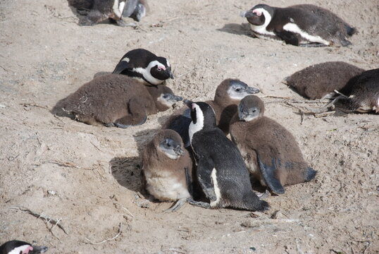 African penguins at Boulders Beach