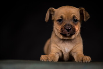 Dog on a black background