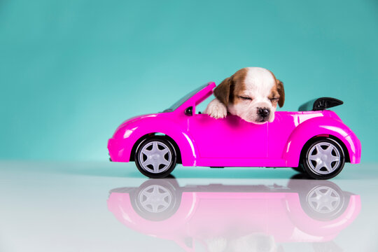 Dog in a pink car