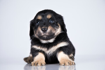 A small dog on a white background