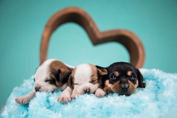 Dogs in love are sleeping