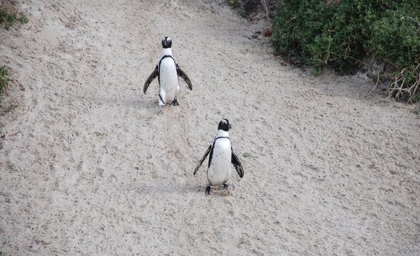 African penguins at Boulders Beach